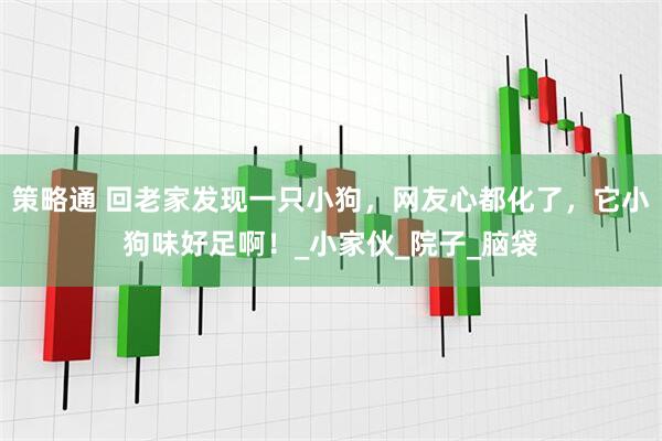策略通 回老家发现一只小狗，网友心都化了，它小狗味好足啊！_小家伙_院子_脑袋